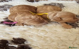 Australian Labradoodle dogs for sale: STUNNING FULLY HEALTH TESTED PUPPIES 🌟🐾 - Image 24