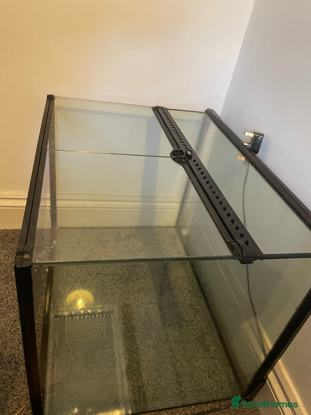 Corn Snake reptiles for sale: Corn Snake&Set Up - Advert 8