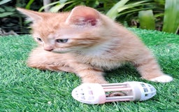 Mixed Breed cats for sale: Gorgeous Ginger Maine Coon x Kittens - Image 13