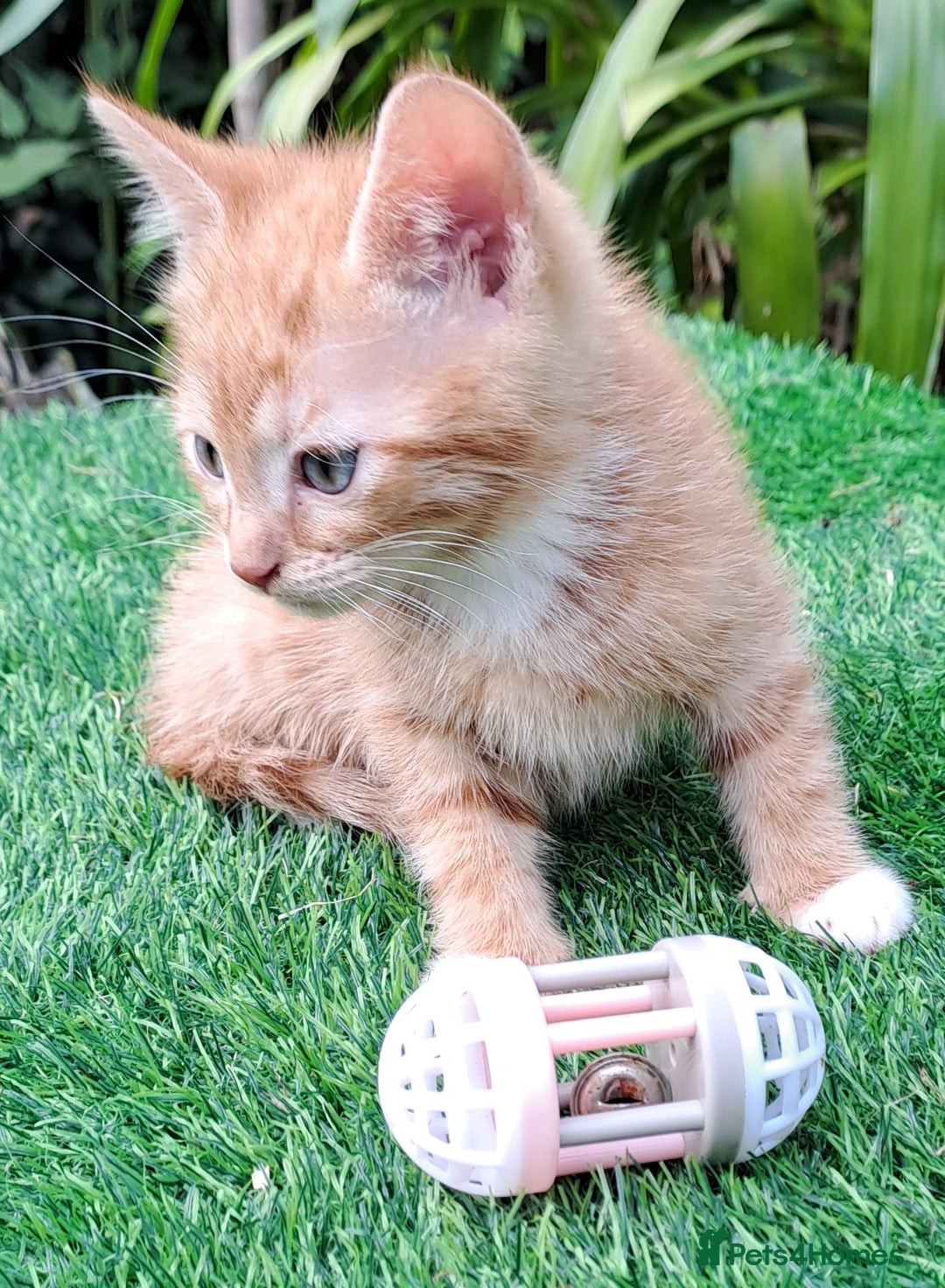 Mixed Breed cats for sale: Gorgeous Ginger Maine Coon x Kittens - Image 13