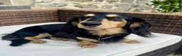 Miniature Dachshund dogs for stud: KC Reg Longhair Dachshunds For Stud - Advert 11