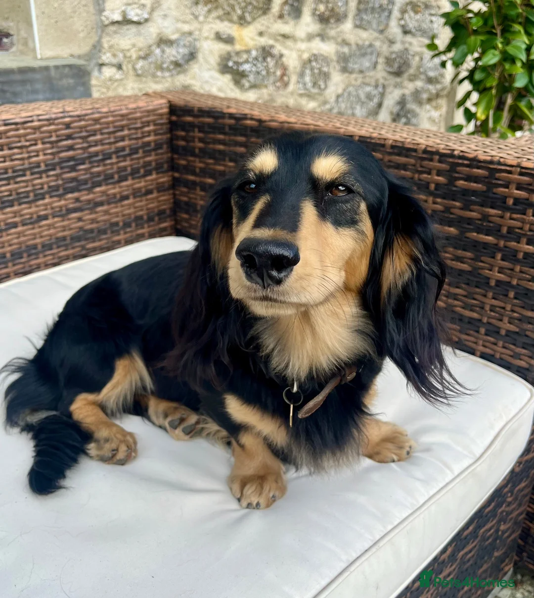 Miniature Dachshund dogs for stud: KC Reg Longhair Dachshunds For Stud - Advert 11