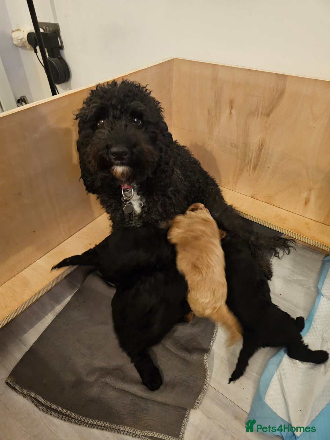 Cockapoo dogs for sale: Beautiful f2b cockapoos  - Image 17