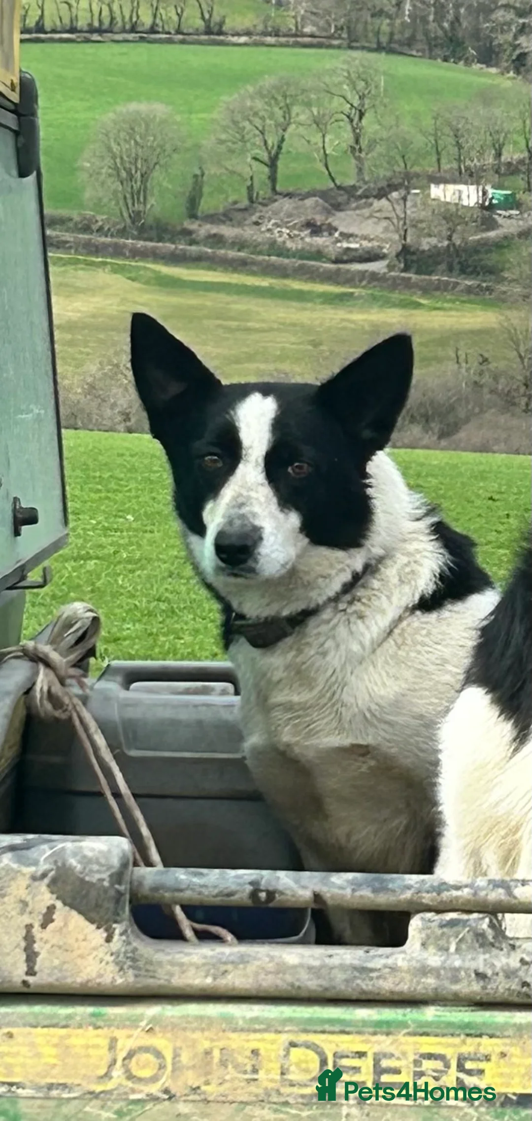 Mixed Breed dogs for sale: Chunky Tri coloured Collie pups for sale - Advert 2