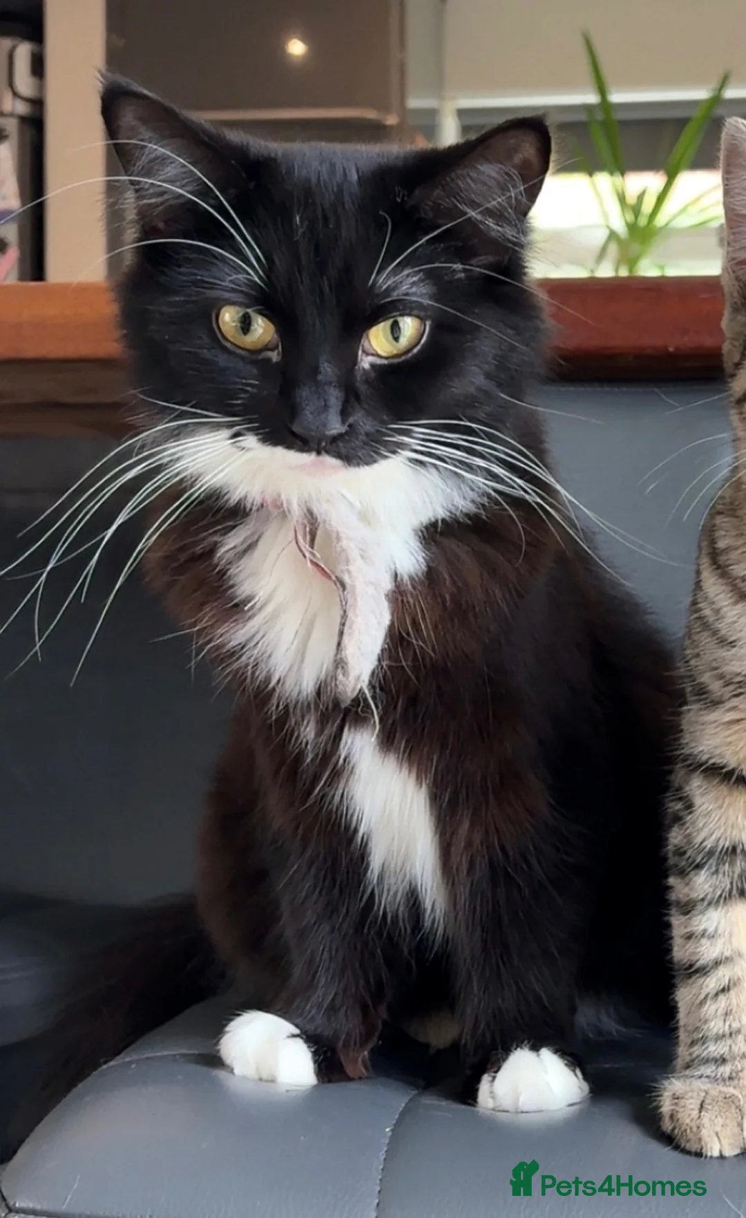 Mixed Breed cats for sale: RAGDOLL X kittens in Bristol - Advert 2