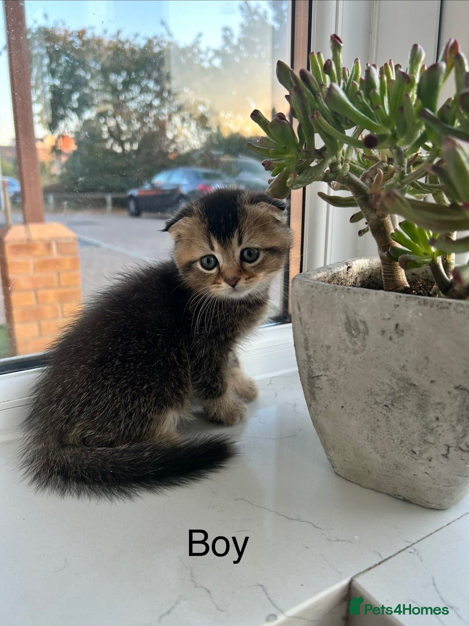 Scottish Fold cats 3 Scottish Fold kittens looking for new homes - Advert 10