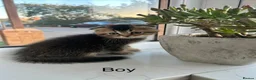 Scottish Fold cats for sale: 3 Scottish Fold kittens looking for new homes - Advert 1