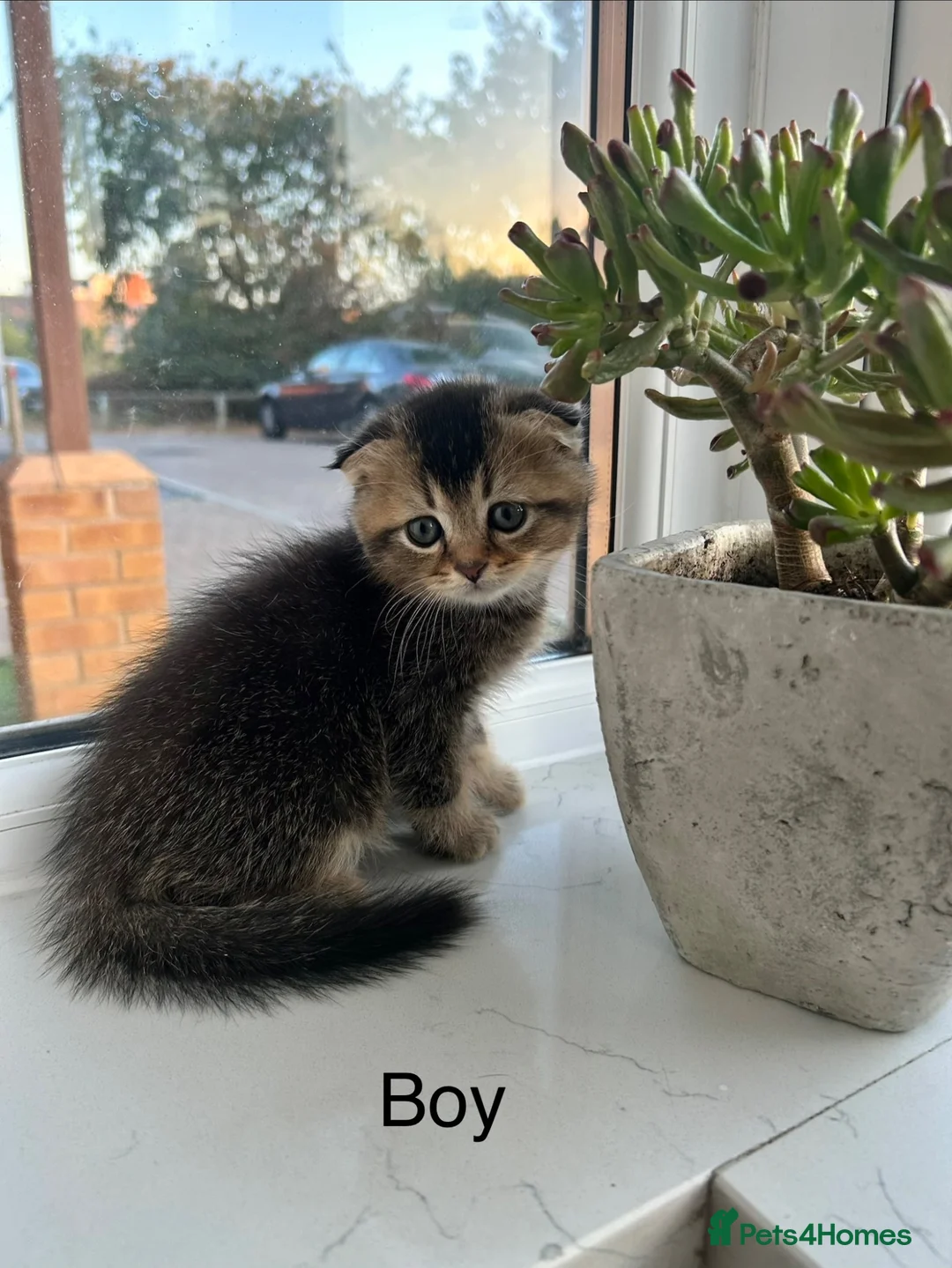 Scottish Fold cats for sale: 3 Scottish Fold kittens looking for new homes - Advert 1