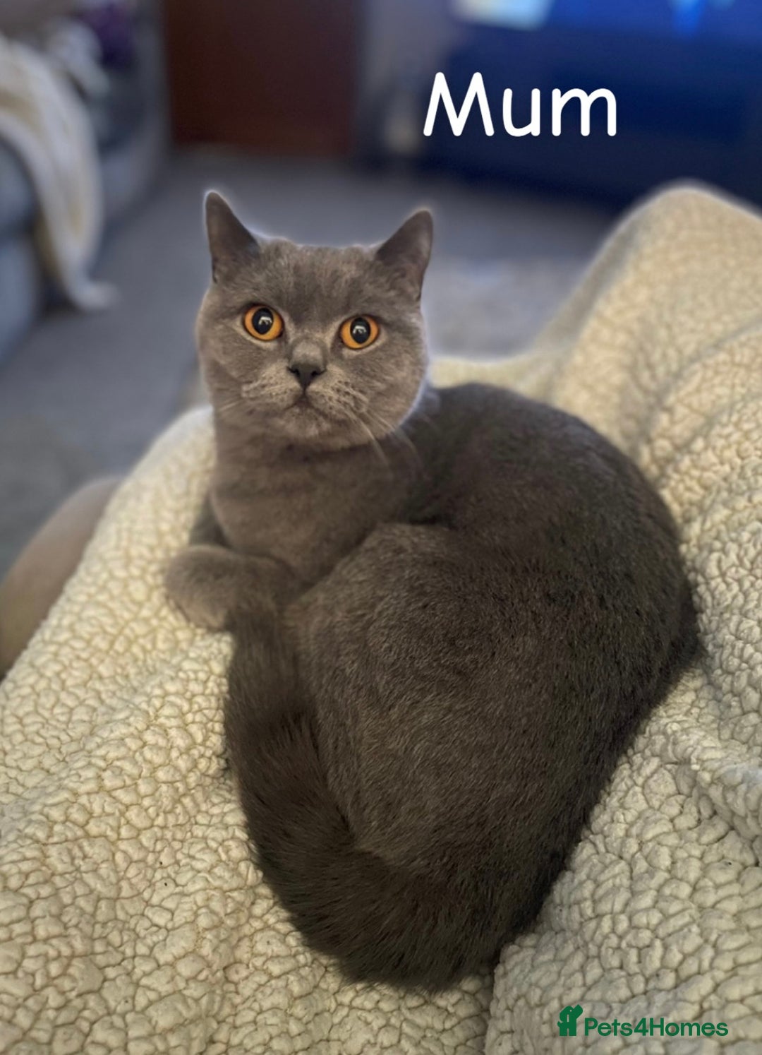 British Shorthair cats for sale: British Shorthair Kittens For Sale - Advert 2