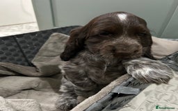 Cocker Spaniel dogs for sale: Show cocker spaniel  - Image 1