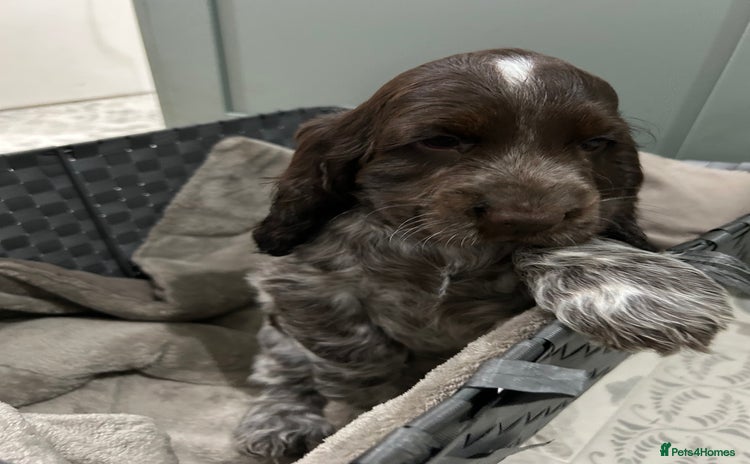 Cocker Spaniel dogs for sale - Advert 1