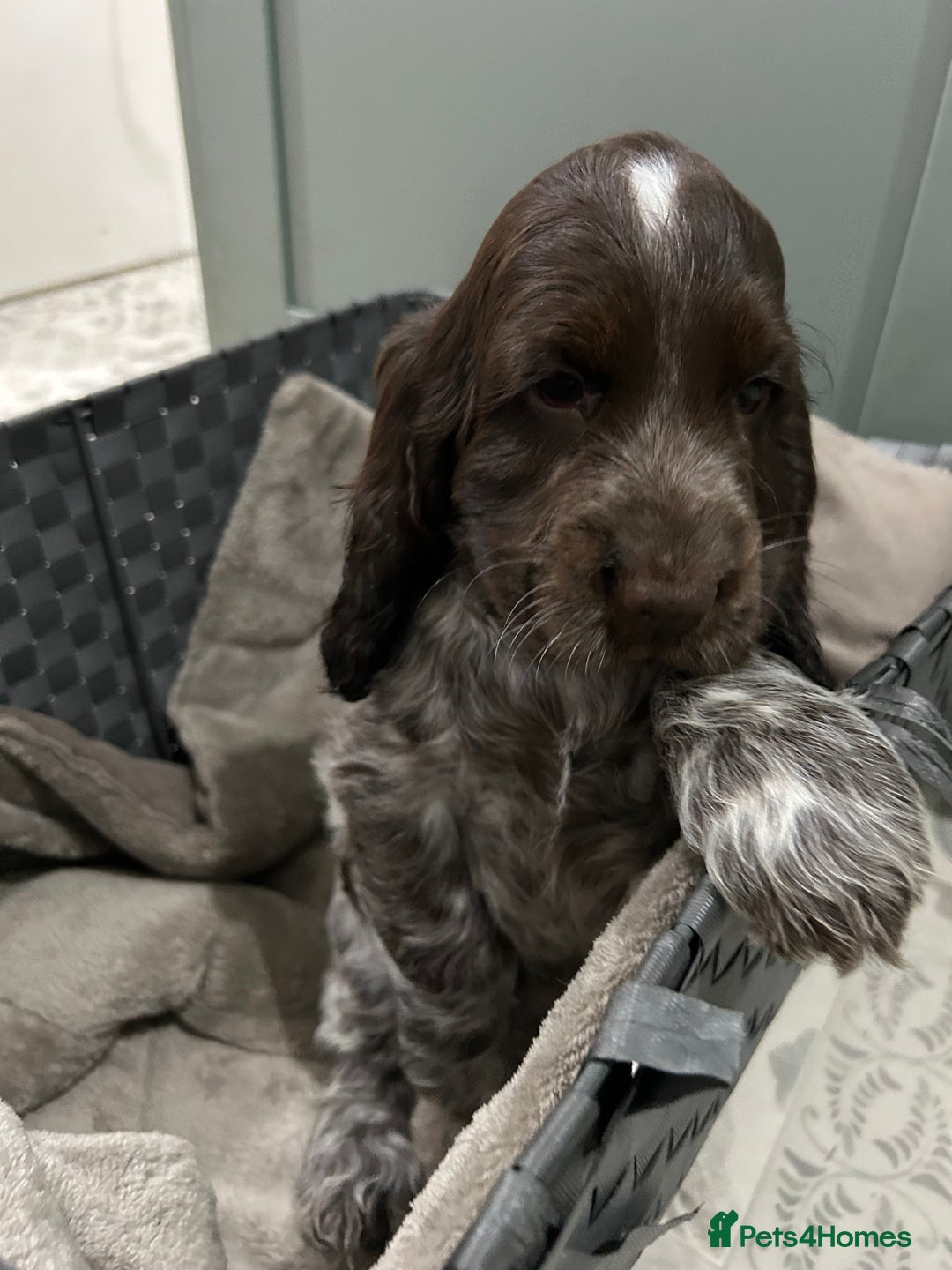 Cocker Spaniel dogs for sale: Show cocker spaniel  - Image 1