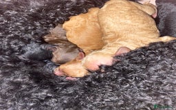 Miniature Poodle dogs for sale: Beautiful Miniature/Toy poodles  - Image 12