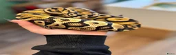 Python Snake reptiles for sale: Royal Ball python  - Advert 1