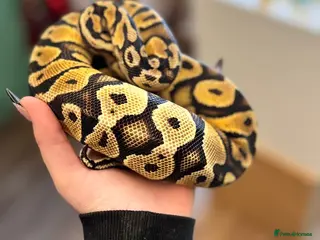 Python Snake reptiles Royal Ball python - Advert 3