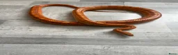 Corn Snake reptiles for sale: Male corn snake and set up for sale  - Advert 4