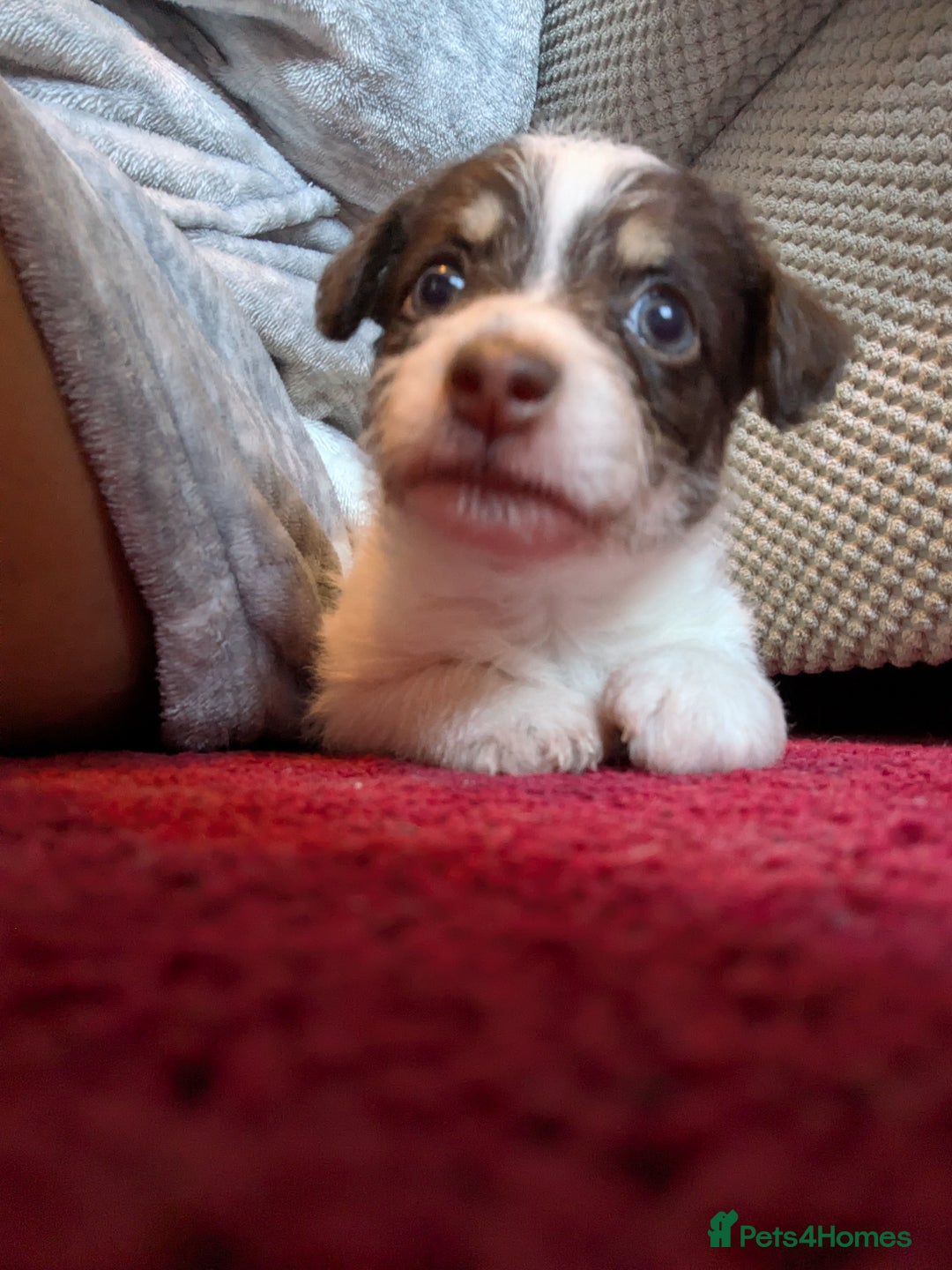 Mixed Breed dogs for sale: Pretty long soft coated Terrier Bitch - Advert 6