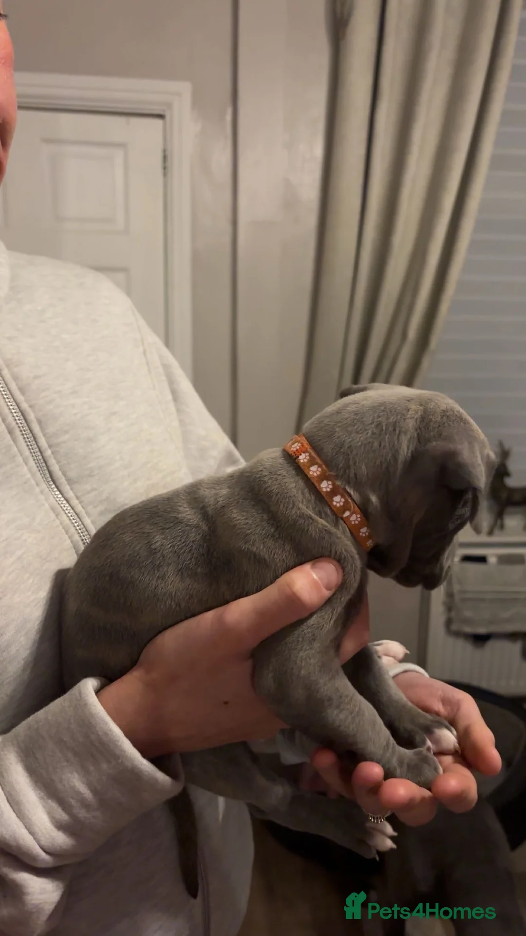 Mixed Breed dogs for sale: Stunning Cane Corso x Presa Canario Puppies  - Advert 26