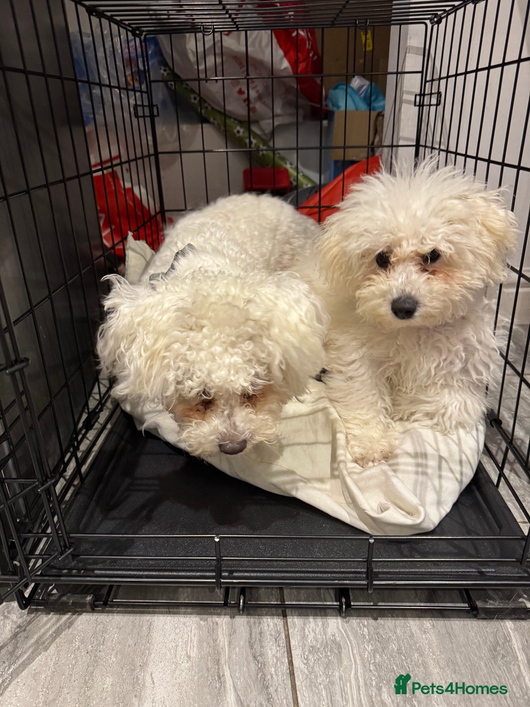 Bichon Frise dogs for sale: 2 bichons for sale  - Advert 2