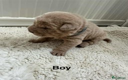 Shar Pei dogs for sale: Beautiful Shar Pei pups - Image 13