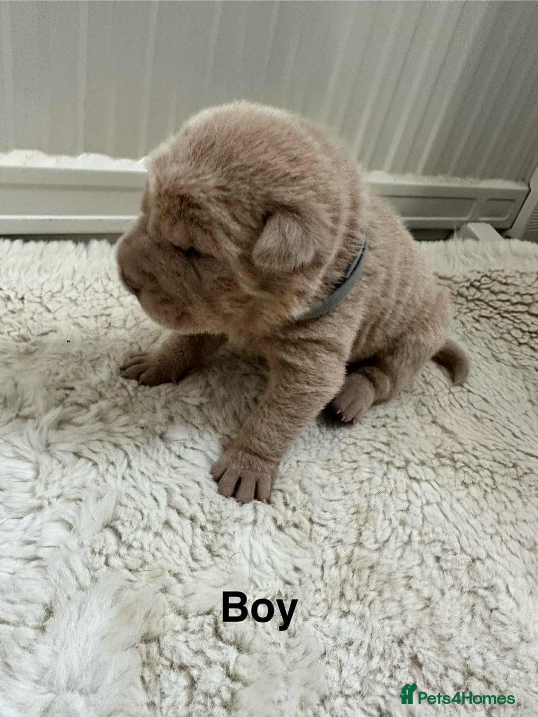 Shar Pei dogs for sale: Beautiful Shar Pei pups - Image 13