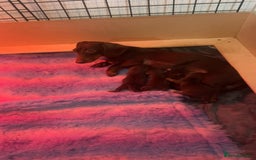 Miniature Dachshund dogs for sale: Miniature dashaund puppies - Image 4