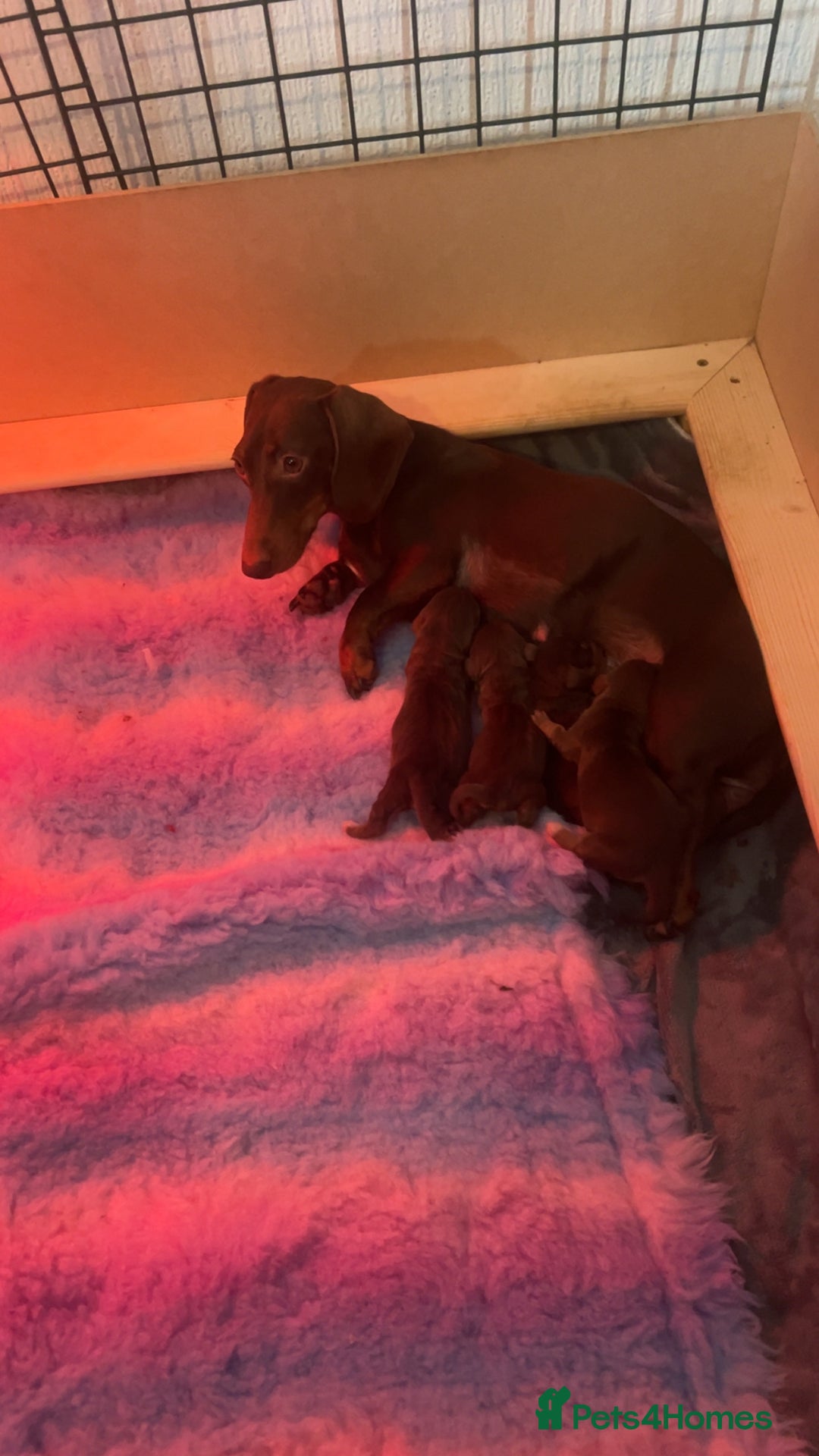 Miniature Dachshund dogs for sale: Miniature dashaund puppies - Image 4