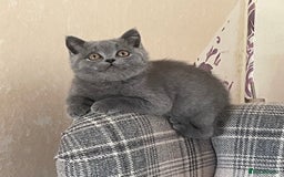 British Shorthair cats for sale: GCCF Reg. Blue and Lilac self boys.  - Image 6