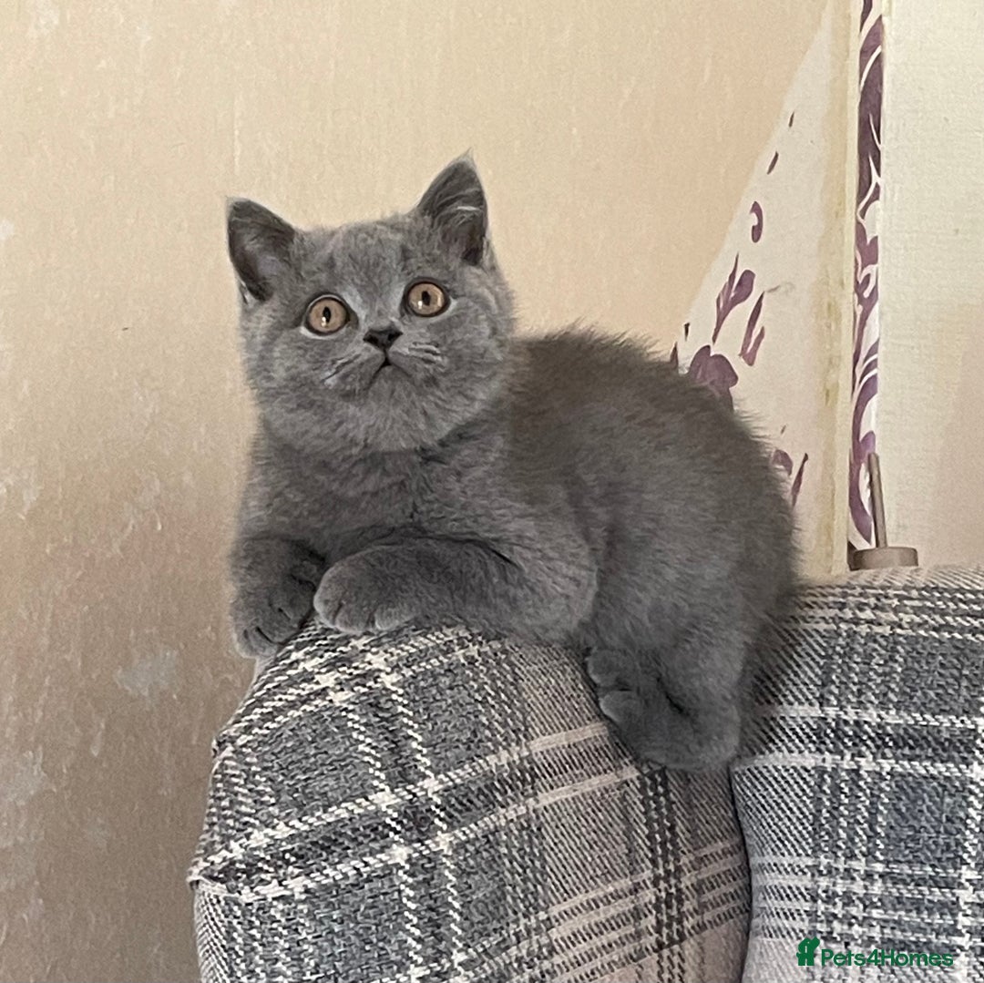 British Shorthair cats for sale: GCCF Reg. Blue and Lilac self boys.  - Image 6