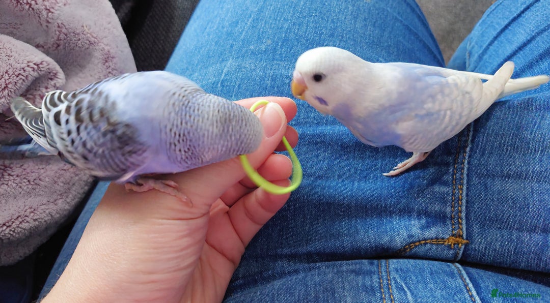Budgerigars birds for sale: Hand reared silly tame baby budgies  - Image 25