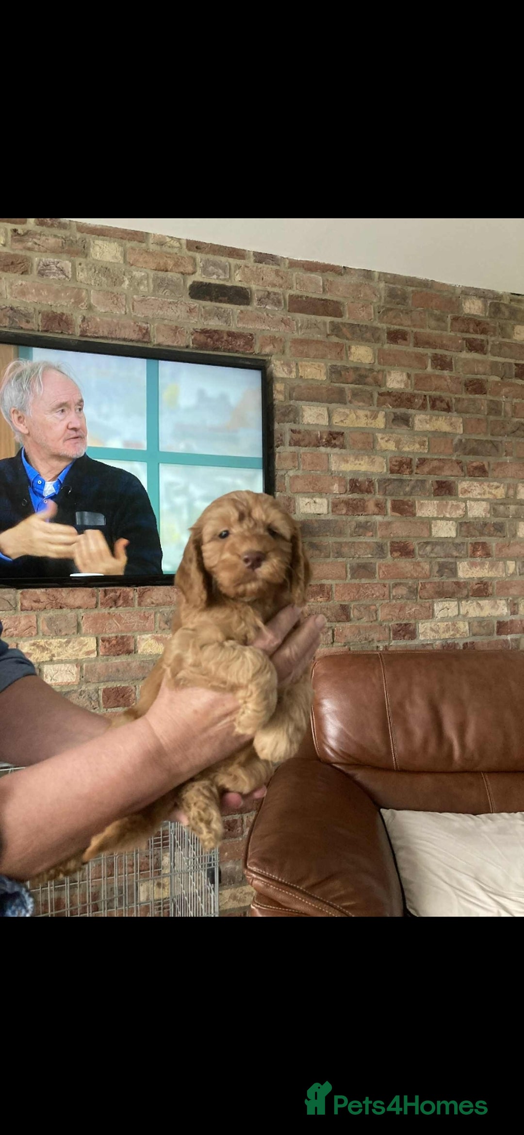 Cockapoo dogs for sale: Cockapoo puppies  - Image 2