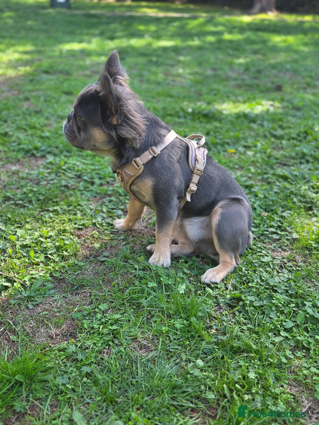 French Bulldog dogs for stud: Fluffy Lilac & Tan Frenchie Available for Stud - Advert 7