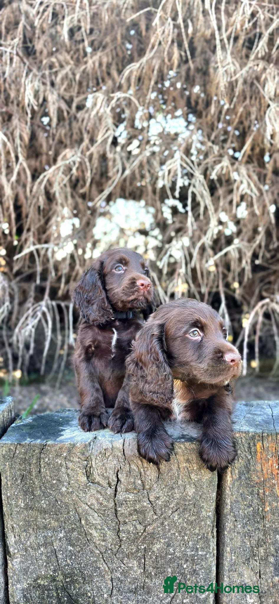 Cocker Spaniel dogs 2 CHOCOLATE BOYS KC WORKING TYPE COCKER SPANIELS - Advert 2