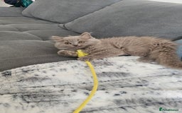 British Longhair cats for sale: British longhair last boy last girl in Watford - Image 2