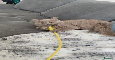 British Longhair cats in Watford - Advert 1