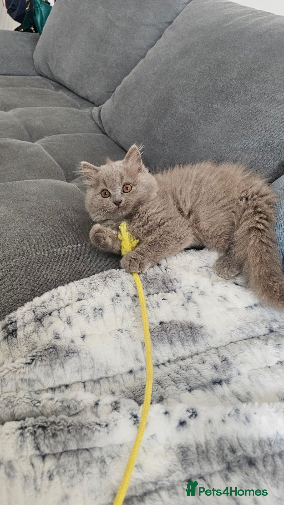 British Longhair cats for sale: British longhair last boy last girl in Watford - Image 2