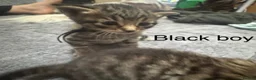 Mixed Breed cats for sale: Gorgeous kittens looking for new homes  - Advert 5