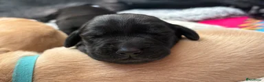 Labrador Retriever 6