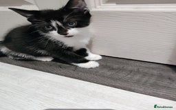 Mixed Breed cats for sale: 5 lovely kittens available  - Image 9