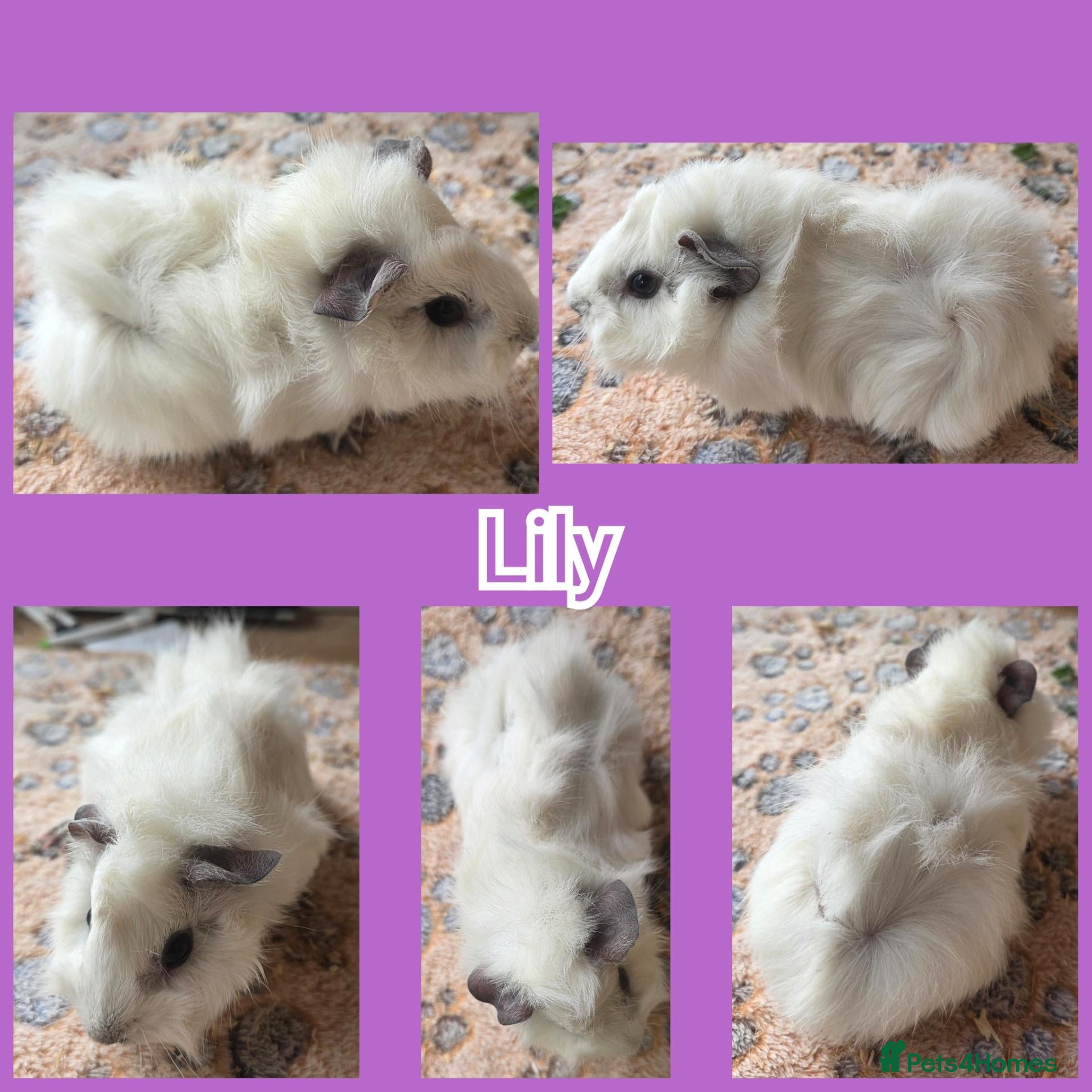 Guinea Pig rodents for sale: Young Girl Guinea Pigs Ready To Leave - Advert 17
