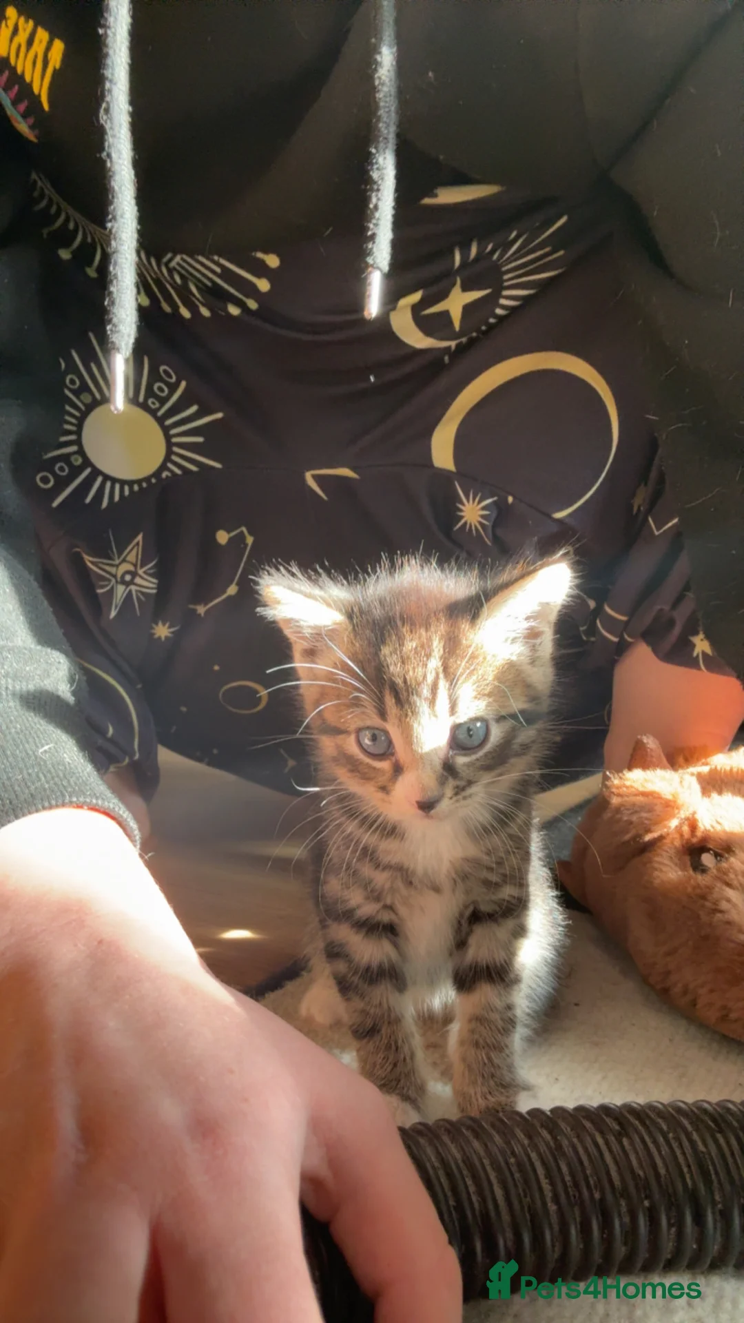 Mixed Breed cats for sale: Kittens ready to leave now (all reserved) - Advert 2