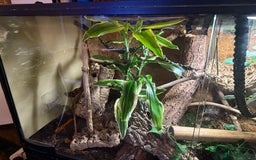 Gecko reptiles for sale: Female lilly white gecko and set up  - Image 8