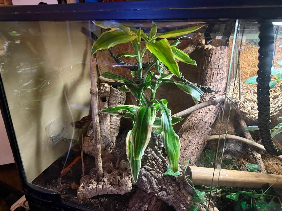 Gecko reptiles for sale: Female lilly white gecko and set up  - Image 8