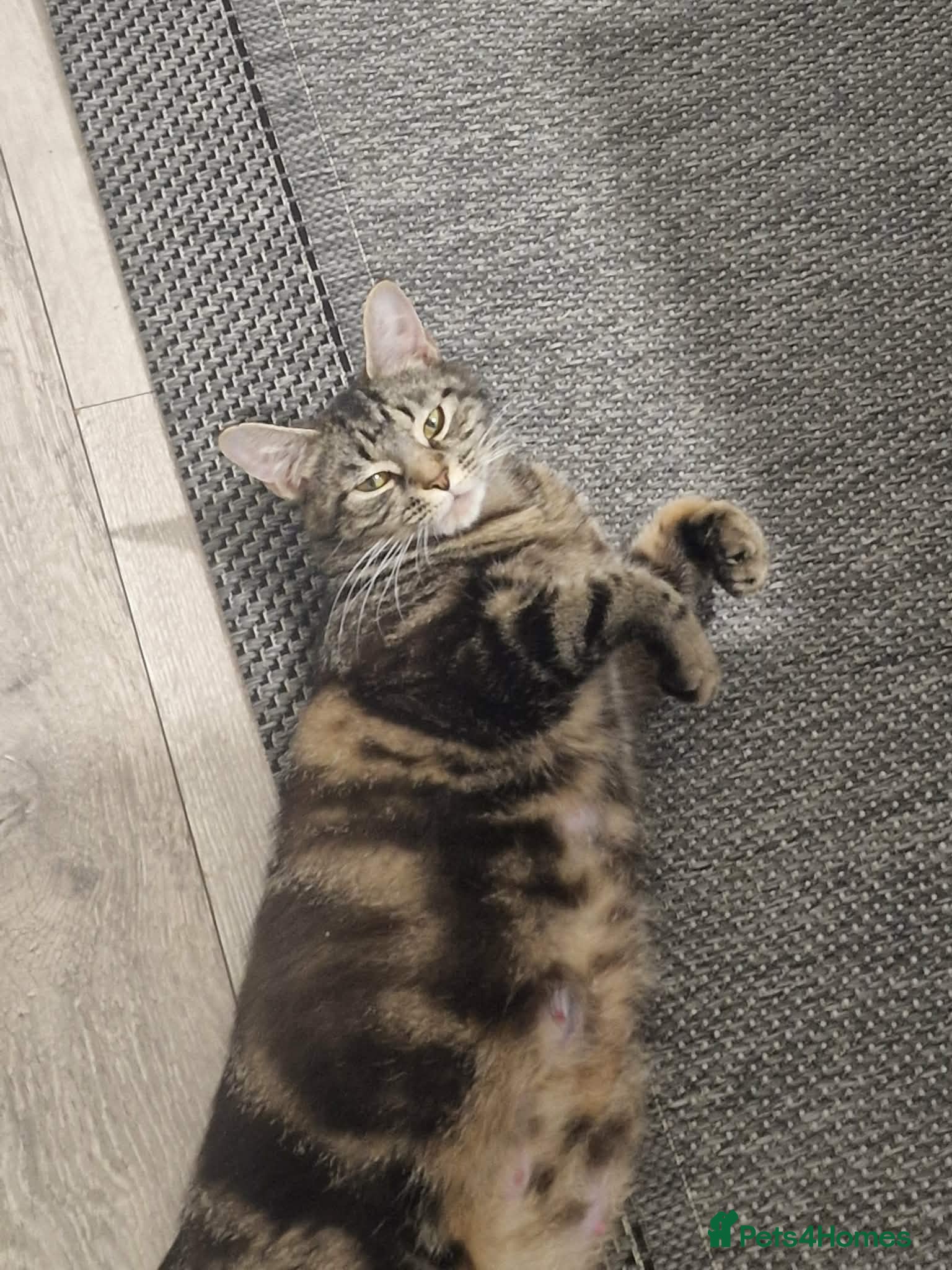 Mixed Breed cats Miss Ciara - Advert 1