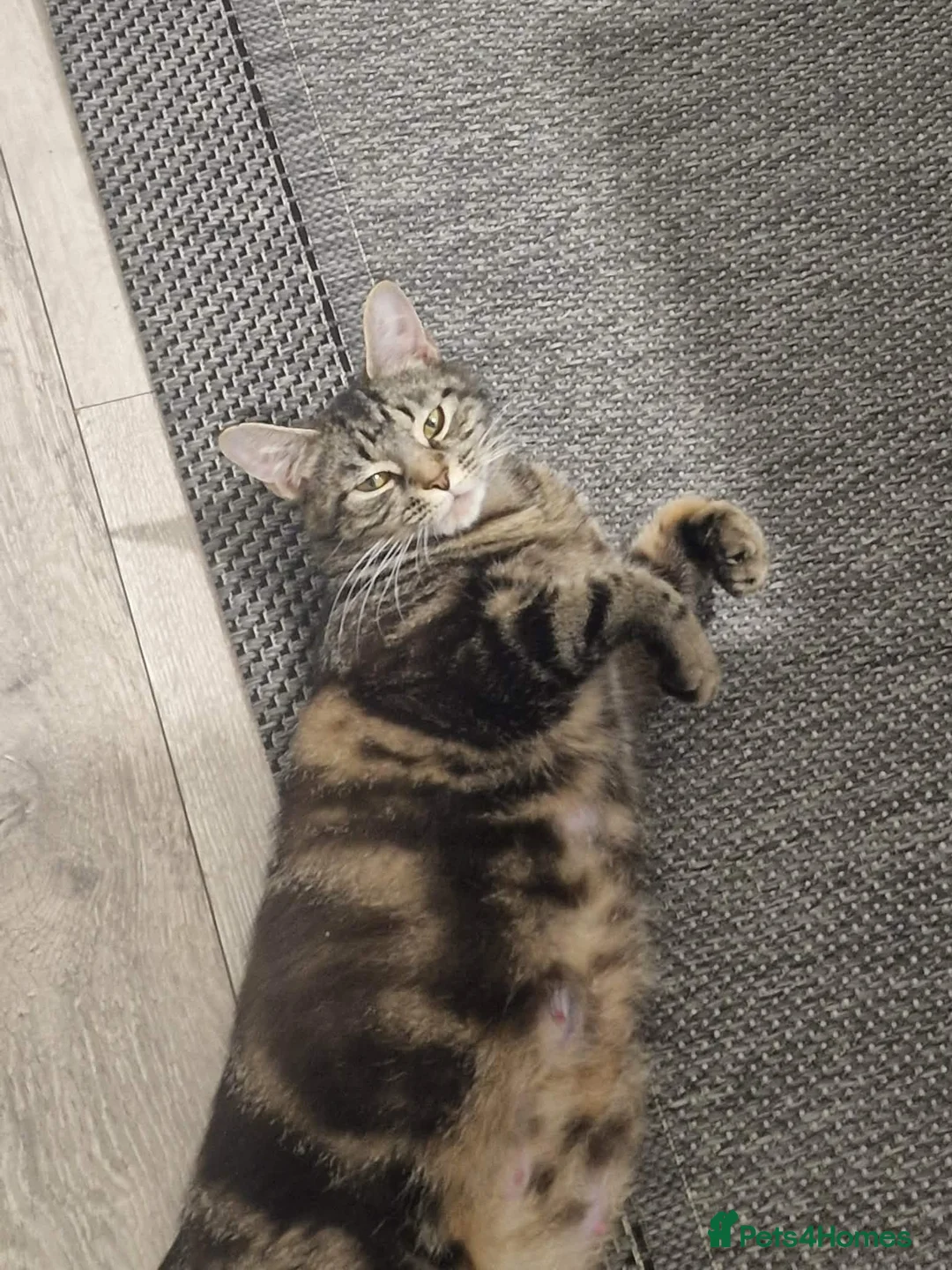 Mixed Breed cats for sale: Miss Ciara - Advert 1