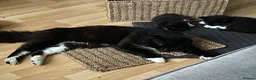 Mixed Breed cats for sale: Ready for Furever Homes in Buckingham - Advert 5