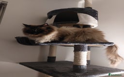 Ragdoll cats for stud: GCCF Active Register Seal Point Awesome Ragdoll in Luton - Image 9