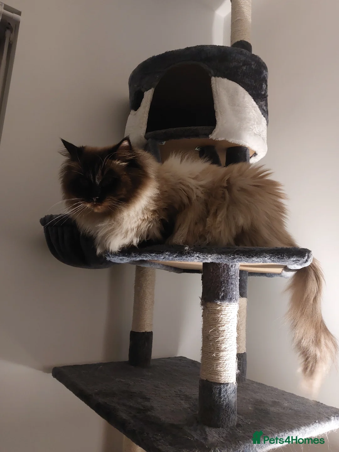 Ragdoll cats for stud: GCCF Active Register Seal Point Awesome Ragdoll in Luton - Advert 9