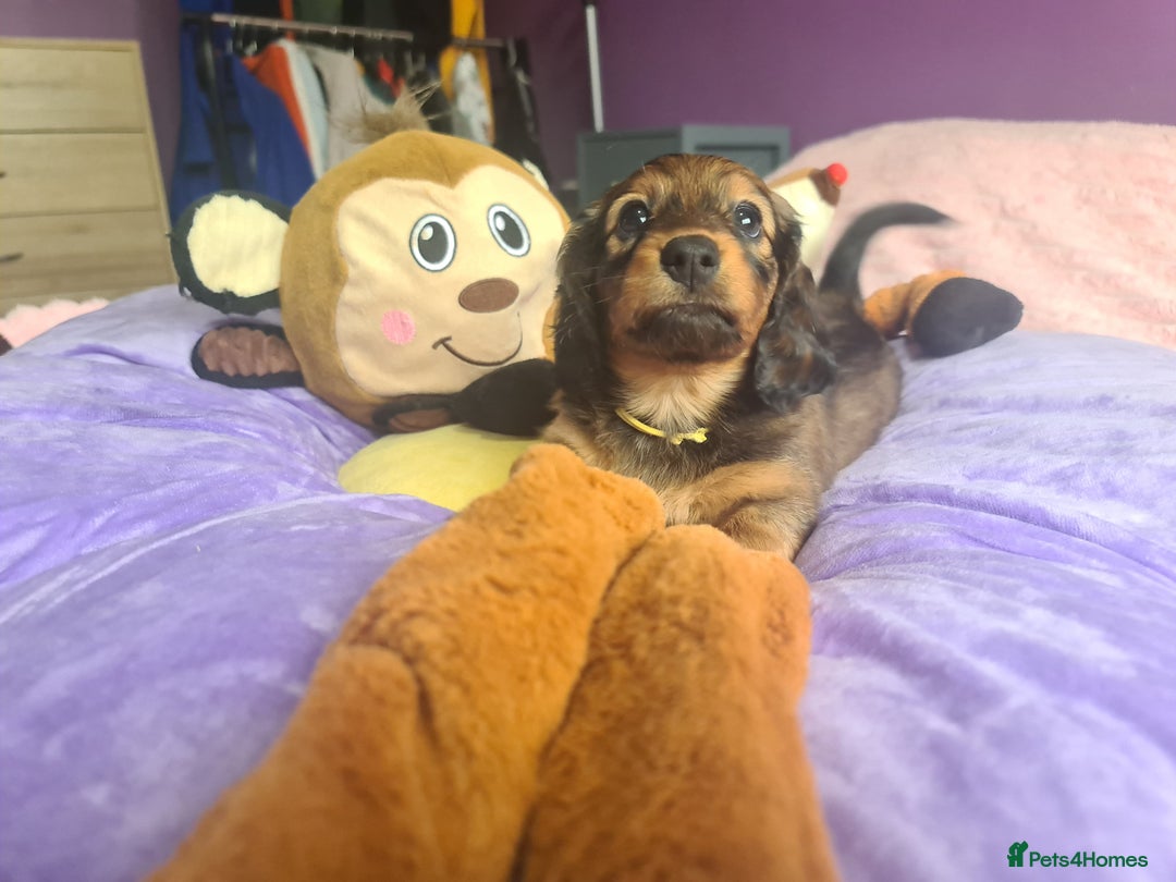 Dachshund dogs for sale: Last one beautiful long-haired dachshunds girl 😍 - Image 29