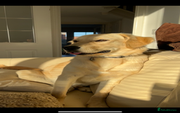 Golden Retriever dogs for sale: 8 month old Puppy looking for a Special Home  - Image 3